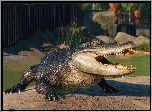 Aligator, Gra, Planet Zoo